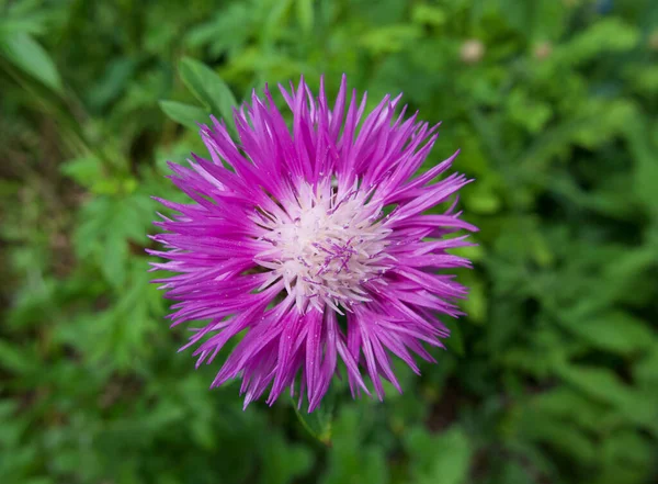 Bella rosa margherita tipo di fiore di cardo contro sfondo fogliame verde — Foto Stock