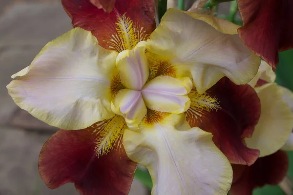 Vista superior de iris barbudo de color raro en marrón y crema —  Fotos de Stock
