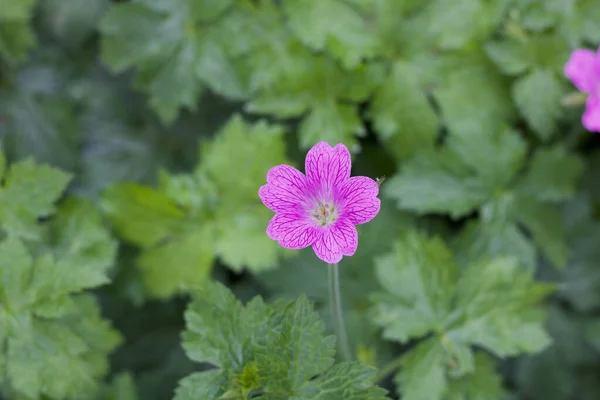 Flor de gerânio rosa e folhagem verde com espaço para cópia — Fotografia de Stock