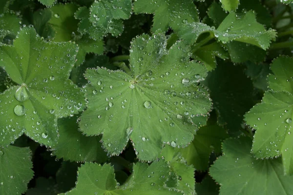 Kompletní snímek rosy nebo kapek deště na listoví alchymila mollis — Stock fotografie