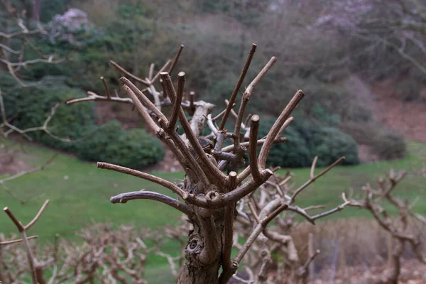 Voorjaarsbeeld van boom of struik zonder blad — Stockfoto