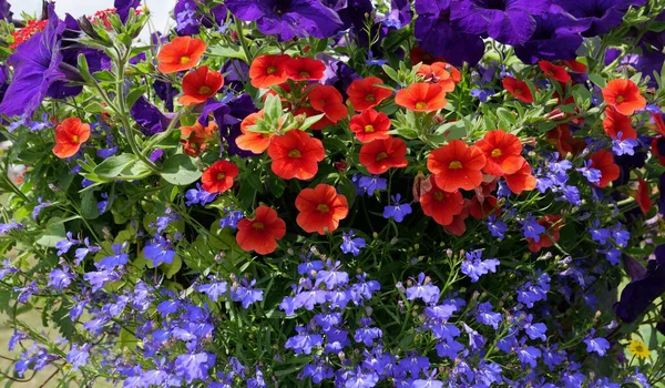Levendige heldere zomer bloem display met inbegrip van rode en paarse petunia 's en lobelia — Stockfoto