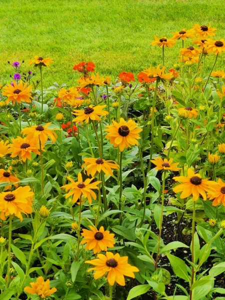 Imagem vertical de margaridas amarelas de verão e gramado verde exuberante — Fotografia de Stock