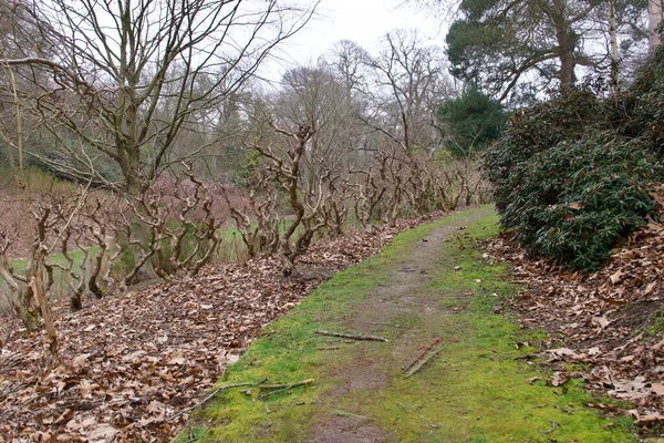 Graspad door struiken en bomen zonder bladeren in de winter — Stockfoto