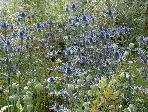 Linda prata azul eryngium tipo cardo flores no canteiro de flores — Fotografia de Stock