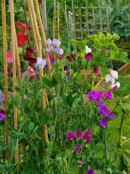 Immagine verticale di piselli dolci multicolori e canne di bambù — Foto Stock