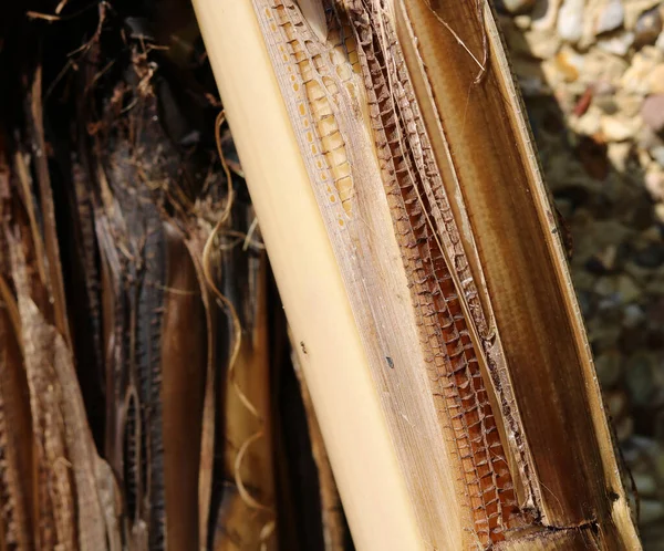 Detailní záběr na vnitřek kmene banánových stromů s vlákny a detaily — Stock fotografie