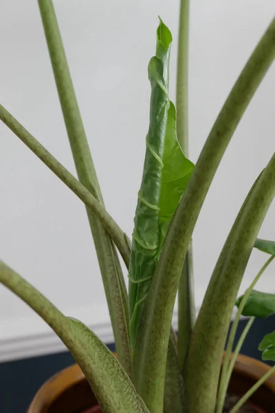 Zbliżenie nowych liści alocasia roślin do rozwinięcia — Zdjęcie stockowe