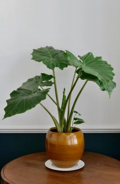 Kahverengi kil çömlek içinde büyük yeşil yapraklı egzotik alocasia.