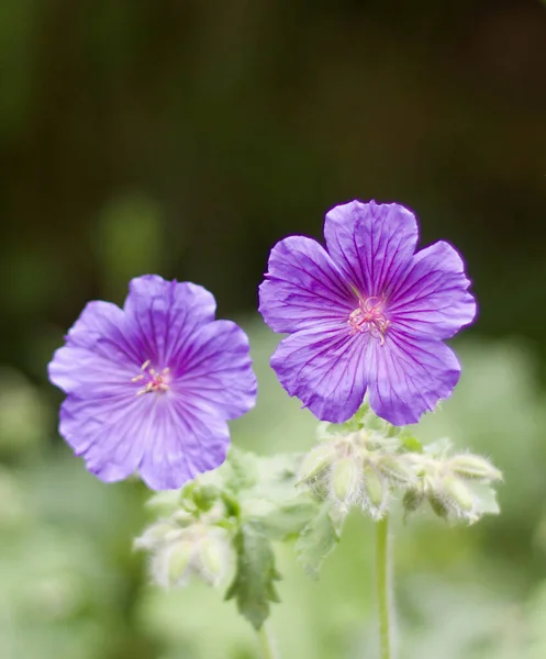 Dvě fialové muškát květiny proti rozmazané pozadí s kopírovacím prostorem — Stock fotografie