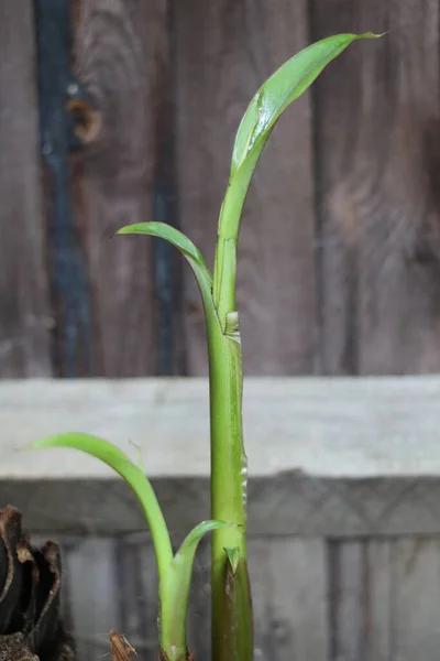 Vertical image of young banana tree shoot with wooden fence in background — Stock Photo, Image