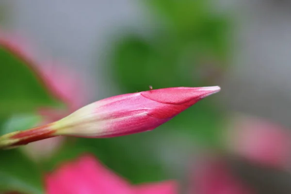 Bela flor rosa botão contra fundo bokeh verde com espaço de cópia — Fotografia de Stock