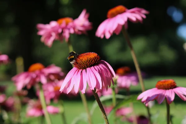 Růžová purpurová echinacea nebo kuželovité květy v ranním slunci s včelami viditelné — Stock fotografie