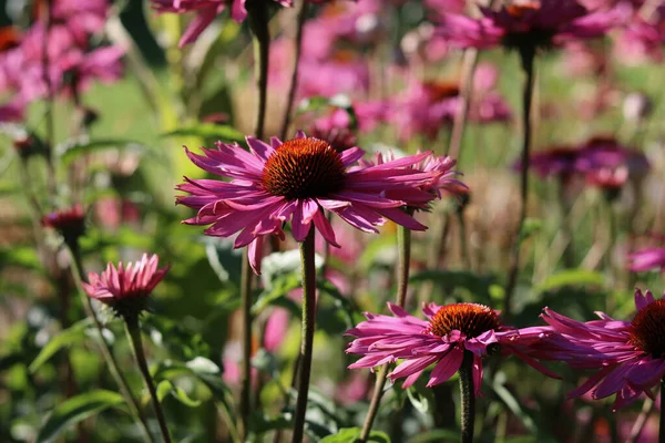 Lindas flores de cone roxo rosa ou equinácea brilhando na luz do sol da manhã — Fotografia de Stock