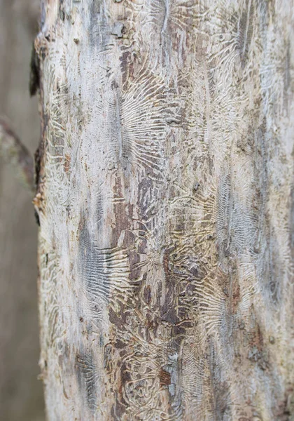 Imagem vertical de tronco de árvore nua mostrando tracery detalhado em latido — Fotografia de Stock