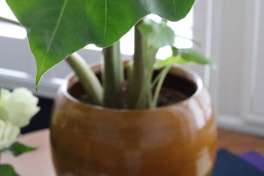 Hardal renginde toprak kaplama kabında yemyeşil alocasia bitkisine yakın durun.