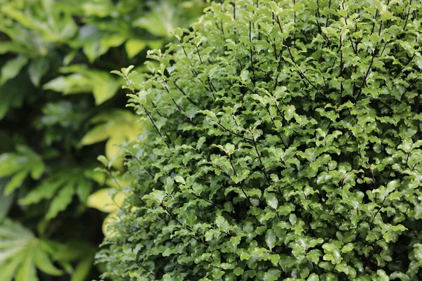 Pittosporum arbuste au premier plan et fatsia japonica en arrière-plan avec copysapce — Photo