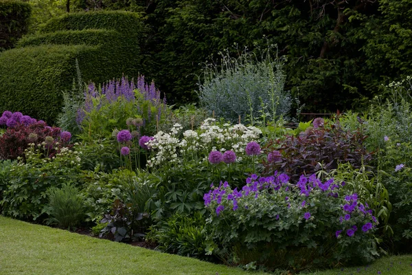 Cottage giardino aiuola con fiori viola e piante lussureggianti assortiti — Foto Stock