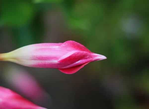 Bonito botão de flor rosa contra fundo embaçado verde macio com espaço de cópia — Fotografia de Stock