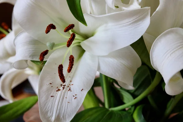 Närbild av vackra vita liljor som visar uthållighet detalj — Stockfoto