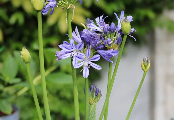 Immagine ravvicinata di graziosi fiori, boccioli e fogliame di agapanto blu — Foto Stock