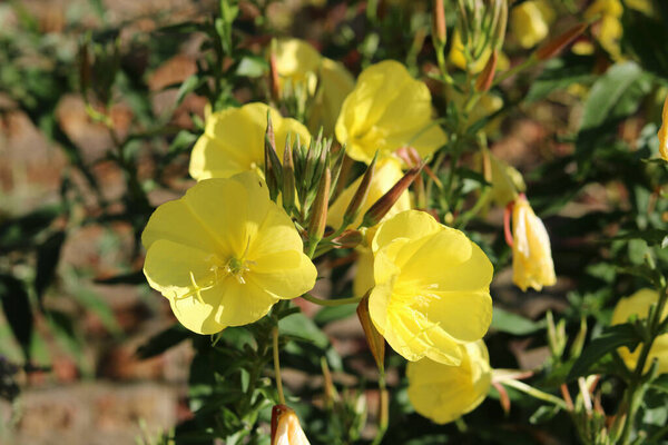 Beautiful image of yellow evening primrose and foliage in garden setting