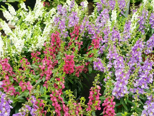 Summer flowerbed with assorted colours of penstemon in pink purple white — Stock Photo, Image