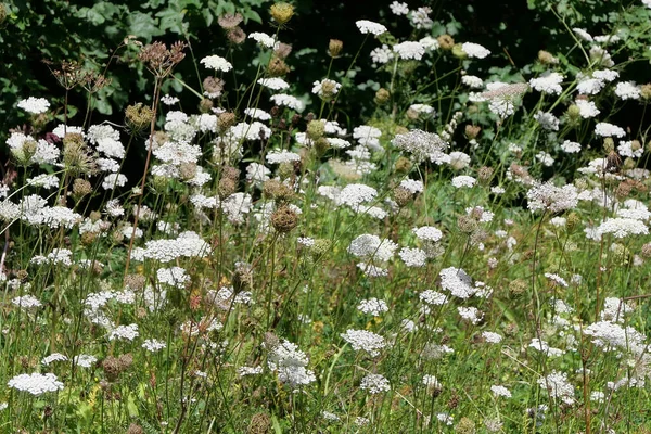 Salsa de vaca branca e folhagem em plena floração no verão — Fotografia de Stock