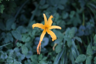 Tek soluk turuncu zambak. Yumuşak yeşil yapraklı. 