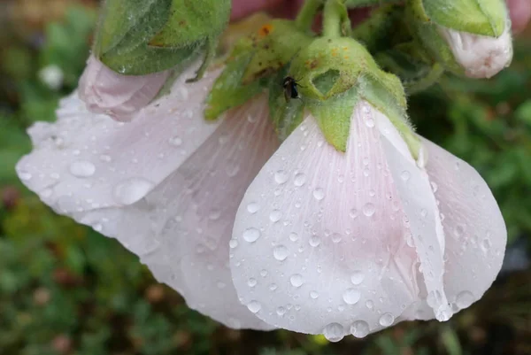 Delikatny obraz miękkich różowych płatków hollyhock i liści pokrytych kroplami deszczu — Zdjęcie stockowe