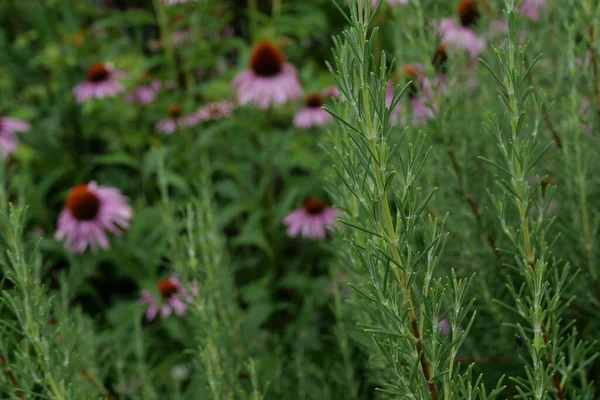 Mischung aus Kräuterpflanzen mit Rosmarin im Vordergrund und Echinacea im Hintergrund — Stockfoto