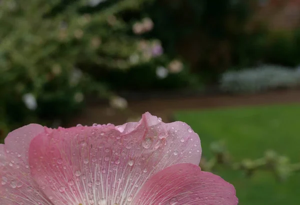 Seção de pétalas hollyhock rosa macio com gotas de chuva na superfície — Fotografia de Stock