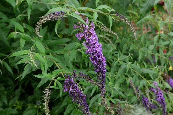 园林环境中美丽的紫色菊花和绿叶 — 图库照片