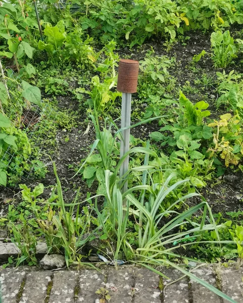 Старий іржавий олов'яний балончик на кінці стовпа в саду, щоб налякати птахів — стокове фото