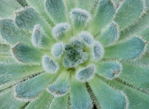 Full frame top view of hairy pale green aeonium succulent — Stock Photo, Image