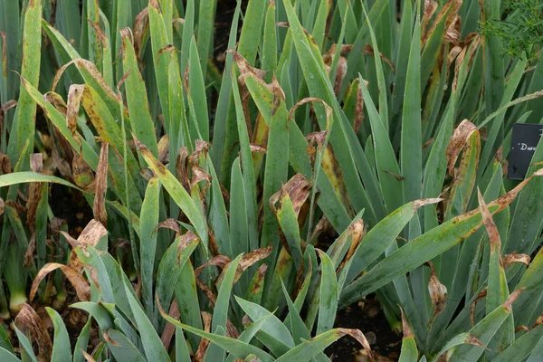 Image plein cadre du feuillage d'iris mourant avec les extrémités des feuilles devenant marron — Photo