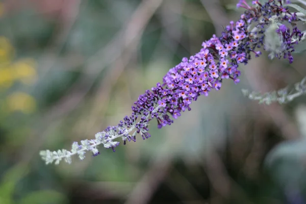 淡紫色的花蕾与浅绿色背景相映成趣，有复制空间 — 图库照片