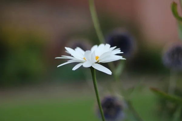 Margarida no jardim do campo com echinops e parede no fundo — Fotografia de Stock