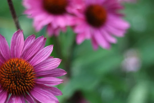 Weich verschwommenes Bild von Echinacea-Blumen mit grünem Hintergrund - Kopierraum — Stockfoto