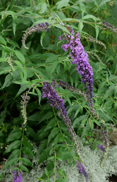Vertical image of buddleiah bush with small pale purple flowers — Stock Photo, Image