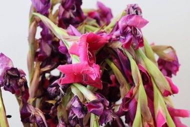 Ölmeye ve çürümeye yakın pembe gladioli çiçekleri ve yaprakları