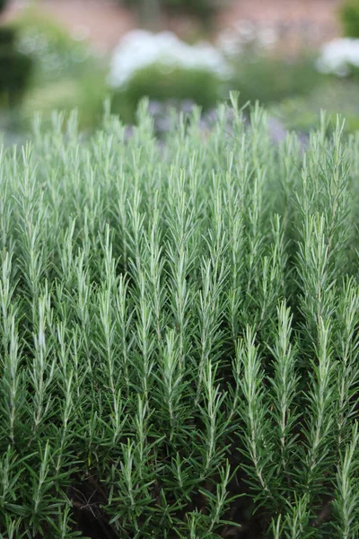 Vertical image of rosemary herb bush in garden with copyspace — Stock Photo, Image