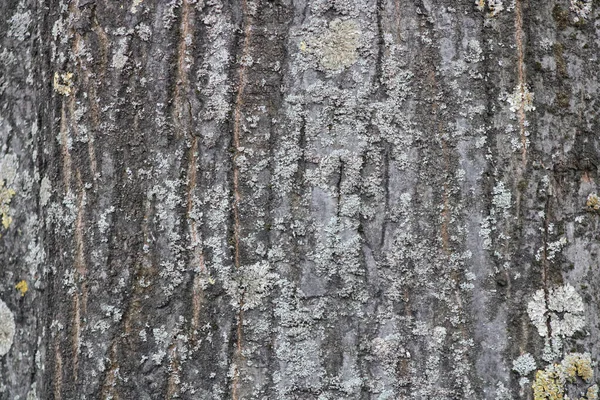 Vollständiger alter knorriger Baumstamm mit Holz- und Flechtenbewuchs — Stockfoto