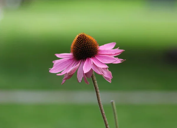 Seitenansicht der rosa lila Echinacea-Blume vor sanftem grünen Hintergrund — Stockfoto