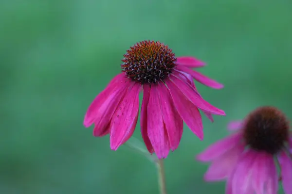 Seitenansicht des seltenen tiefrosa Echinacea vor sanftem grünen Hintergrund — Stockfoto