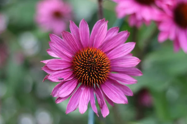 Schöne Nahaufnahme von rosa lila Echinacea Blume und Laub im Hintergrund — Stockfoto