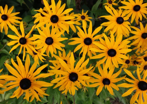 Vollbild von gelb schwarzen Augen Susan Blumen oder Rudbeckia — Stockfoto