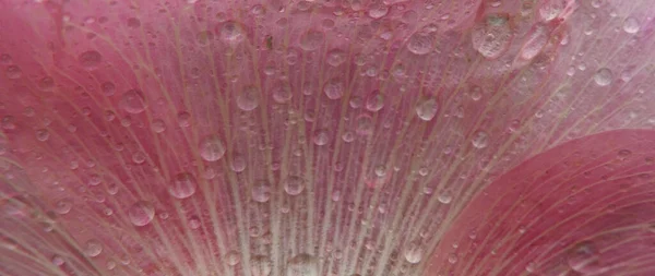 Close up de pétalas de flores hollyhock rosa cobertas de gotas de chuva — Fotografia de Stock