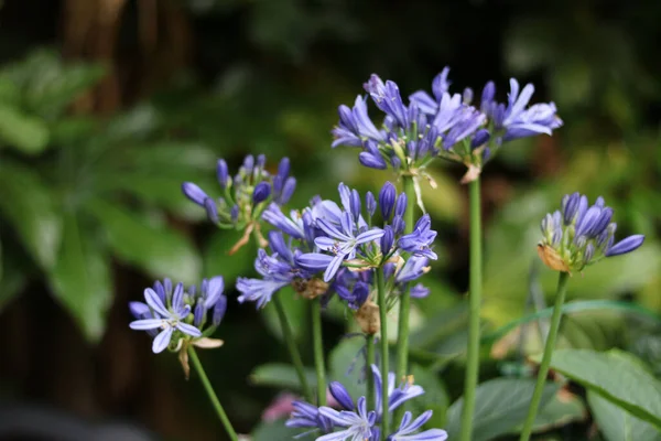 Krásné modré agapanthus květiny proti měkké rozmazané zelené pozadí — Stock fotografie