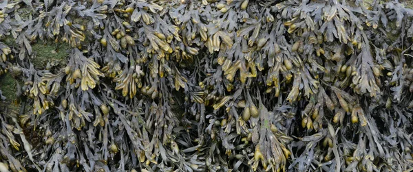 Celý rám zblízka z mořských řas zobrazující detail a texturu listů — Stock fotografie